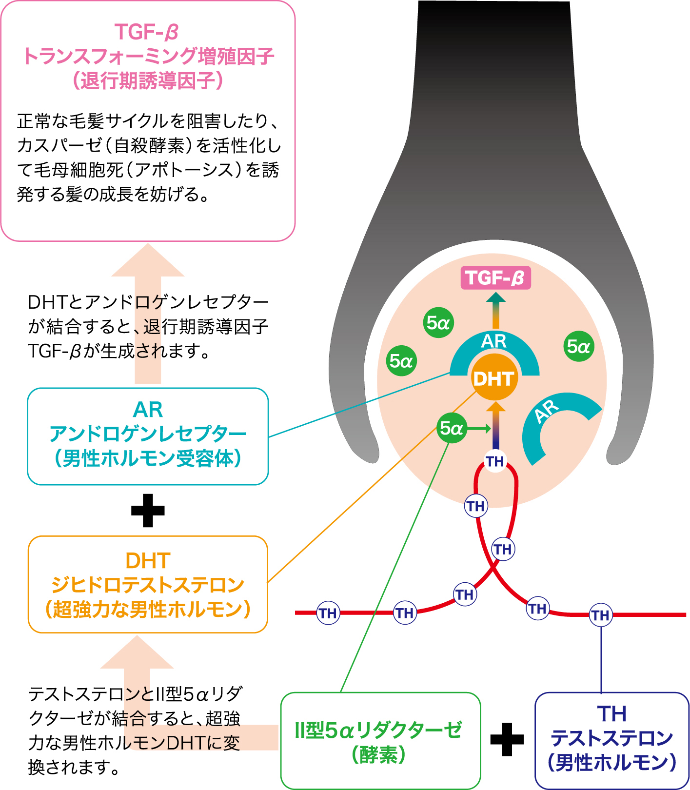 男性型脱毛症（AGA）のしくみ