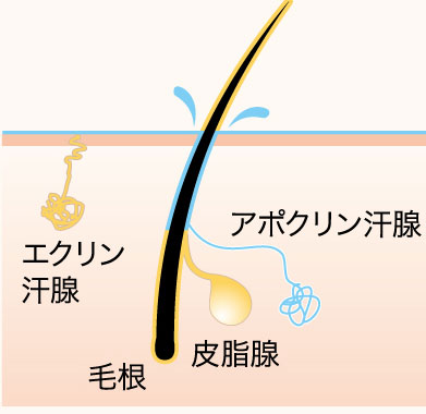 切らない多汗症の治療法